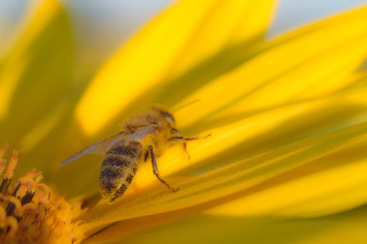 flowers as a colorful background, macro photo, nature series