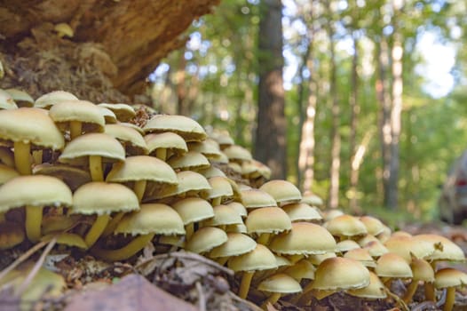 forest mushroom after longtime rain, nature series