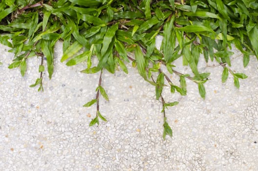 Gravel texture and strip grass as background copy space