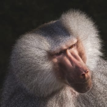 Head shot of  a monkey with grey hairs