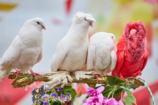 Multicolored pigeons, one is different