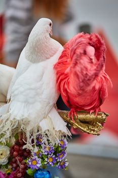 Multicolored pigeons, one is different