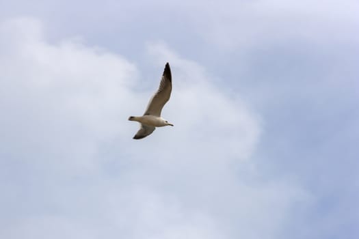 Seagull in flight looking for a fish.