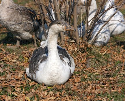 Gray domestic goose sitting in the autumn leaves.