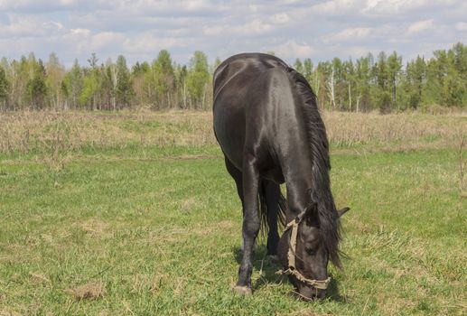 Portrait of a black horse on a background of green grass.