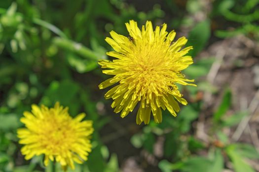 Yellow dandelion flowers with leaves in green grass, spring photo.