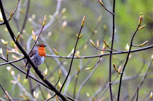 European robin on a tree branch