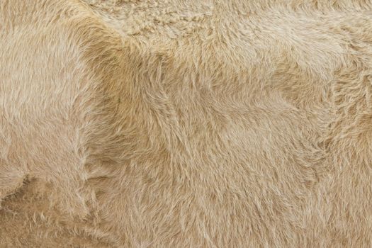 Detailed macro picture of cow skin. texture, background.
