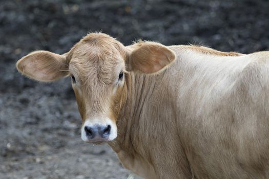 Young cattle standing staring on nature background.