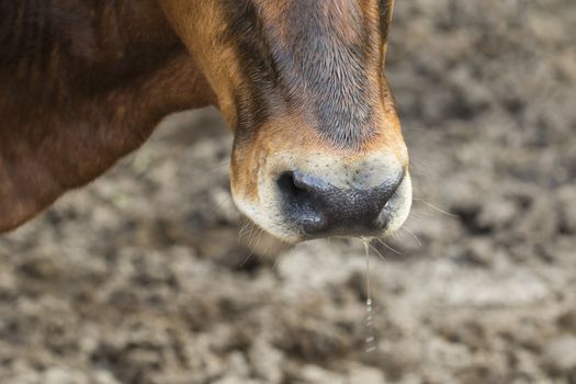 Image of close-up nose brown cow.
