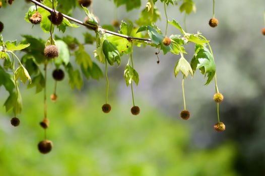 Chestnuts hanging from branches in a meadow on the island of Crete