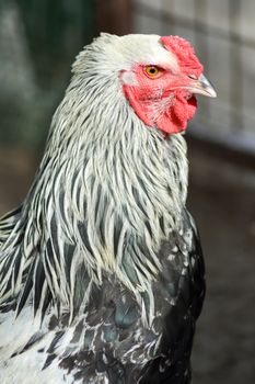 View of a cock's head in a chicken coop