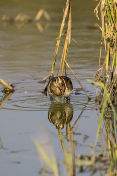 Image of birds are looking for food (Greater Painted-snipe; Rostratula benghalensis) (male). Wild Animals.