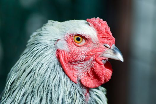 View of a cock's head in a chicken coop