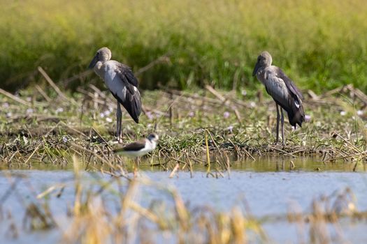 Image of asian openbill stork on nature background. Wild Animals.