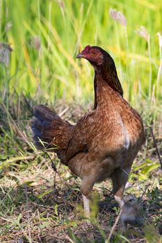 Image of hen and chick on the ground.  Fram Animals.