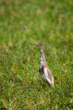 Image of Chinese Pond Heron (Ardeola bacchus) on green grass field. Bird