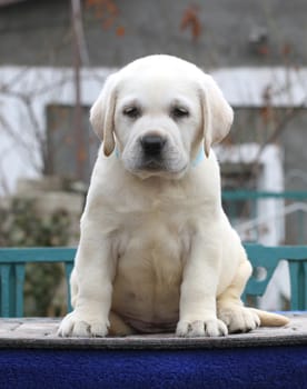 little yellow labrador puppy sitting on blue background