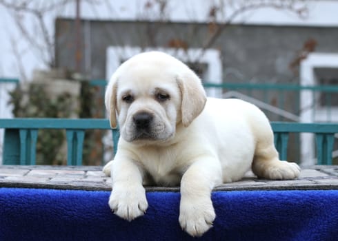 the little yellow labrador puppy sitting on blue background