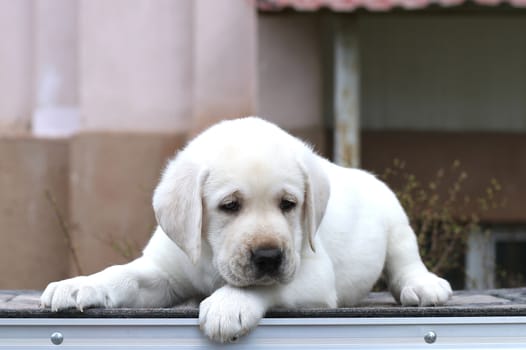 the little yellow labrador puppy sitting on grey background