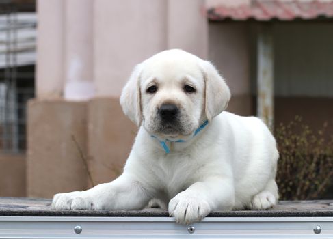 a little yellow labrador puppy sitting on grey background