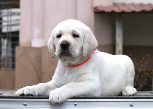 little yellow labrador puppy sitting on grey background