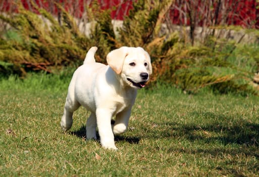 the yellow nice labrador puppy in the garden