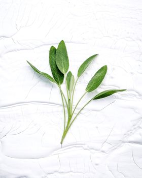 Closeup branch fresh sage leaves  on white wooden background . Alternative medicine fresh salvia officinalis with flat lay.