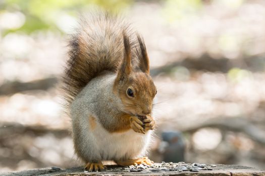 the photograph shows a squirrel on a tree