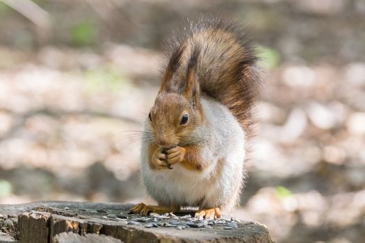 the photograph shows a squirrel on a tree