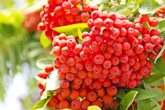 Red ripe rowanberry branch in summer day