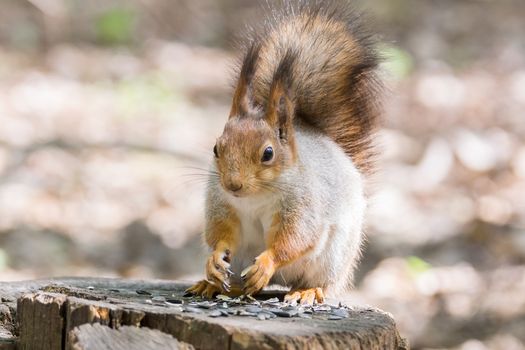 the photograph shows a squirrel on a tree