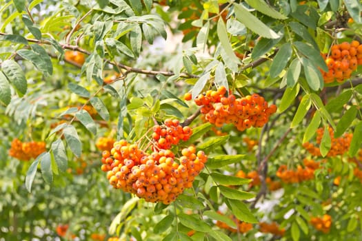 Yellow ripe rowanberry branch in summer day