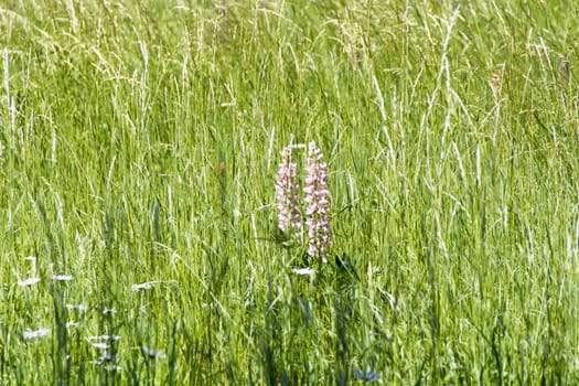 Photo of wild flowers on the green meadow