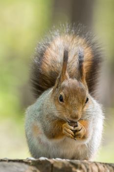 the photograph shows a squirrel on a tree