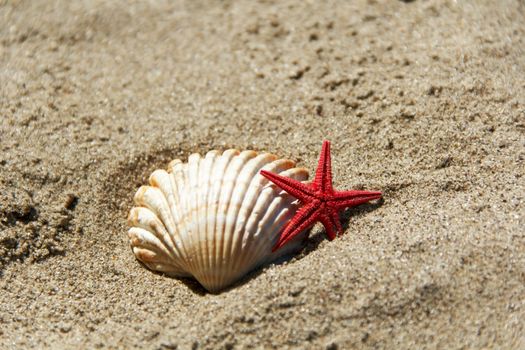 Photo of shell and starfish on the sand
