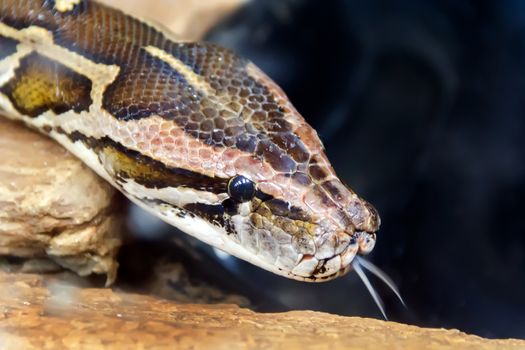 Photo of python head with put out tongue