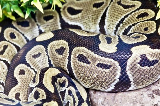 Photo of real boa snake python skin texture close up