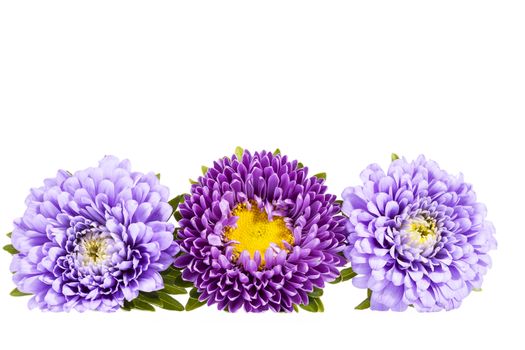 Aster flowers isolated on white background , place for text