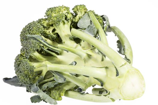 Single fresh green broccoli ( Brassica oleracea) isolated on white background
