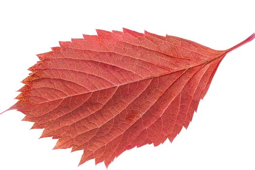 Leaf of parthenocissus in autumnal colors isolated on white background