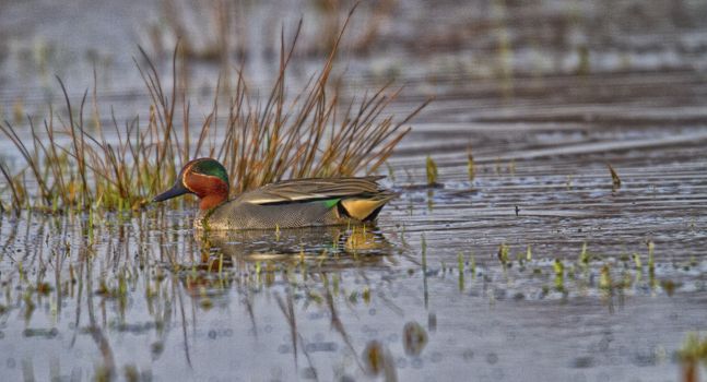 duck teal with of magnificent colors on the water