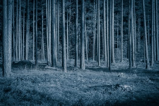 Pine forest with felled tree stumps in Latvia