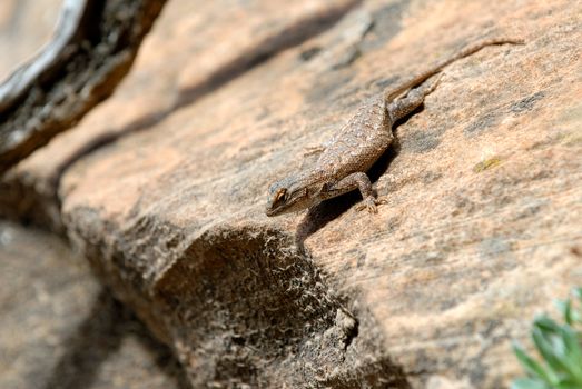 Fat Lizard sitting on the hot red rock of Utah's Zion National Park
