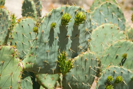 Prickly pear cactus image taken just before the flowers started to bloom in the spring. This shot was taken on the mesa overlooking Havasu Falls in Arizona