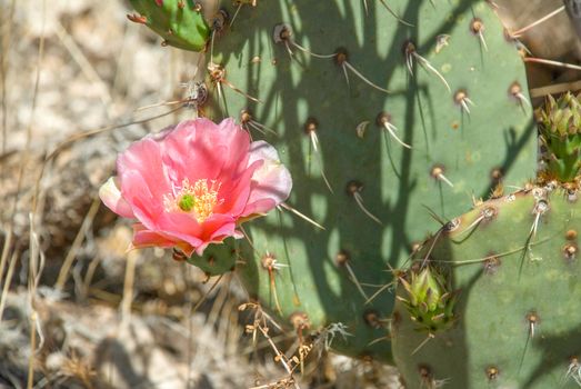 Beautiful pink bloom on a desert prickly pear cactus. This image taken on the mesa overlooking Havasu Falls in Arizona