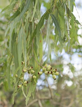 Iconic Australian eucalyptus tree koala food with green gum leaves and gumnuts for an Australiana background
