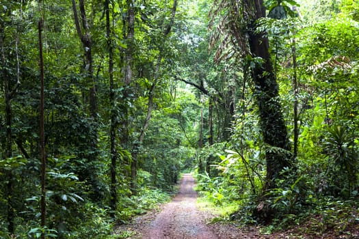 Evergreen jungle forest after rain, Abundance of rainforest.
