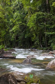 Mountain stream in a tropical rain forest.