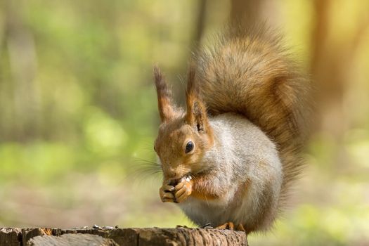 the photograph shows a squirrel on a tree